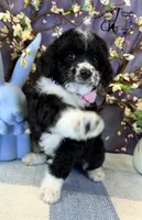 Tess, a female Border Collie and Poodle - Miniature  for sale in Bristol, VA – Photo 3 of 10