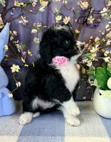 Tess, a female Border Collie and Poodle - Miniature  for sale in Bristol, VA – Photo 4 of 10