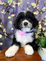 Tess, a female Border Collie and Poodle - Miniature  for sale in Bristol, VA – Photo 7 of 10
