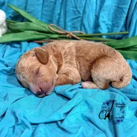 Wrangler , a male Poodle - Miniature  for sale in Bristol, VA – Photo 8 of 10