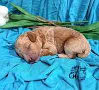 Wrangler , a male Poodle - Miniature  for sale in Bristol, VA – Photo 8 of 10