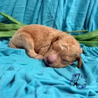 Wrangler , a male Poodle - Miniature  for sale in Bristol, VA – Photo 7 of 10