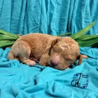 Wrangler , a male Poodle - Miniature  for sale in Bristol, VA – Photo 4 of 10