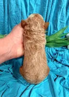 Wrangler , a male Poodle - Miniature  for sale in Bristol, VA – Photo 5 of 10