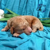 Wrangler , a male Poodle - Miniature  for sale in Bristol, VA – Photo 6 of 10