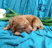 Wrangler , a male Poodle - Miniature  for sale in Bristol, VA – Photo 6 of 10