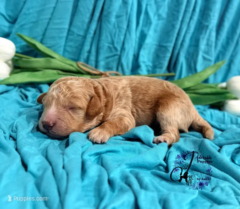 Wrangler , a male Poodle - Miniature  for sale in Bristol, VA – Photo 1 of 10