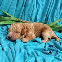 Wrangler , a male Poodle - Miniature  for sale in Bristol, VA – Photo 1 of 10