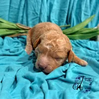 Wrangler , a male Poodle - Miniature  for sale in Bristol, VA – Photo 3 of 10