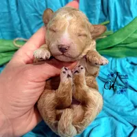 Wrangler , a male Poodle - Miniature  for sale in Bristol, VA – Photo 2 of 10