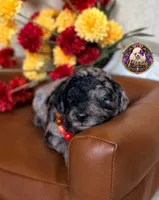 Apple, a female Poodle - Toy  and Poodle - Miniature  for sale in Bristol, VA – 7 of 10