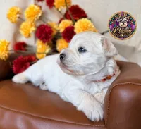 Grace, a female Miniature Schnauzer for sale in Bristol, VA – 8 of 10