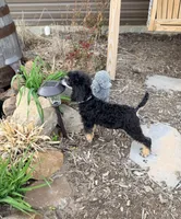 Honor, a male Poodle - Standard  for sale in Bristol, VA – 10 of 10