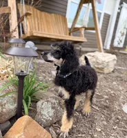 Honor, a male Poodle - Standard  for sale in Bristol, VA – 7 of 10