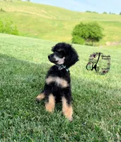 Honor, a male Poodle - Standard  for sale in Bristol, VA – 3 of 10