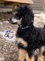 Honor, a male Poodle - Standard  for sale in Bristol, VA – 2 of 10