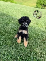 Honor, a male Poodle - Standard  for sale in Bristol, VA – 5 of 10