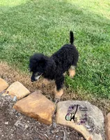 Honor, a male Poodle - Standard  for sale in Bristol, VA – 6 of 10
