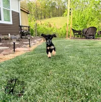 Honor, a male Poodle - Standard  for sale in Bristol, VA – 9 of 10