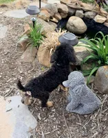 Honor, a male Poodle - Standard  for sale in Bristol, VA – 8 of 10