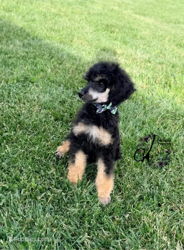 Honor – Poodle - Standard  puppy for sale in Bristol, VA