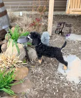Honor, a male Poodle - Standard  for sale in Bristol, VA – 4 of 10