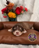 Martha May, a female Miniature Schnauzer for sale in Bristol, VA – 7 of 10