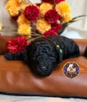 Blueberry , a male Poodle - Toy  and Poodle - Miniature  for sale in Bristol, VA – 5 of 10