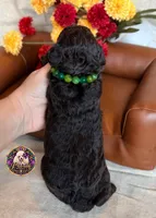 Pecan, a male Poodle - Toy  and Poodle - Miniature  for sale in Bristol, VA – 4 of 10