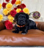 Faith, a female Miniature Schnauzer for sale in Bristol, VA – 7 of 10