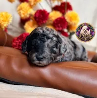 Apple, a female Poodle - Toy  and Poodle - Miniature  for sale in Bristol, VA – 9 of 10