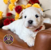 Grace, a female Miniature Schnauzer for sale in Bristol, VA – 4 of 10