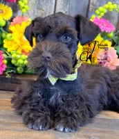 Ledger, a male Miniature Schnauzer for sale in Bristol, VA – 7 of 10