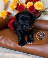 Faith, a female Miniature Schnauzer for sale in Bristol, VA – 4 of 10