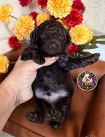 Pecan, a male Poodle - Toy  and Poodle - Miniature  for sale in Bristol, VA – 3 of 10