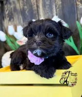 Alpha, a female Miniature Schnauzer for sale in Bristol, VA – Photo 2 of 10