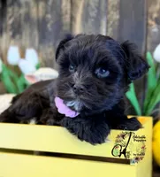 Alpha, a female Miniature Schnauzer for sale in Bristol, VA – Photo 7 of 10