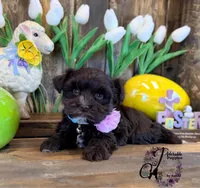Alpha, a female Miniature Schnauzer for sale in Bristol, VA – Photo 8 of 10