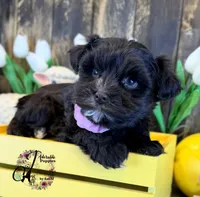 Alpha, a female Miniature Schnauzer for sale in Bristol, VA – Photo 9 of 10