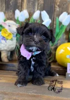 Alpha, a female Miniature Schnauzer for sale in Bristol, VA – Photo 4 of 10