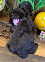 Alpha, a female Miniature Schnauzer for sale in Bristol, VA – Photo 3 of 10