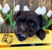 Alpha, a female Miniature Schnauzer for sale in Bristol, VA – Photo 5 of 10