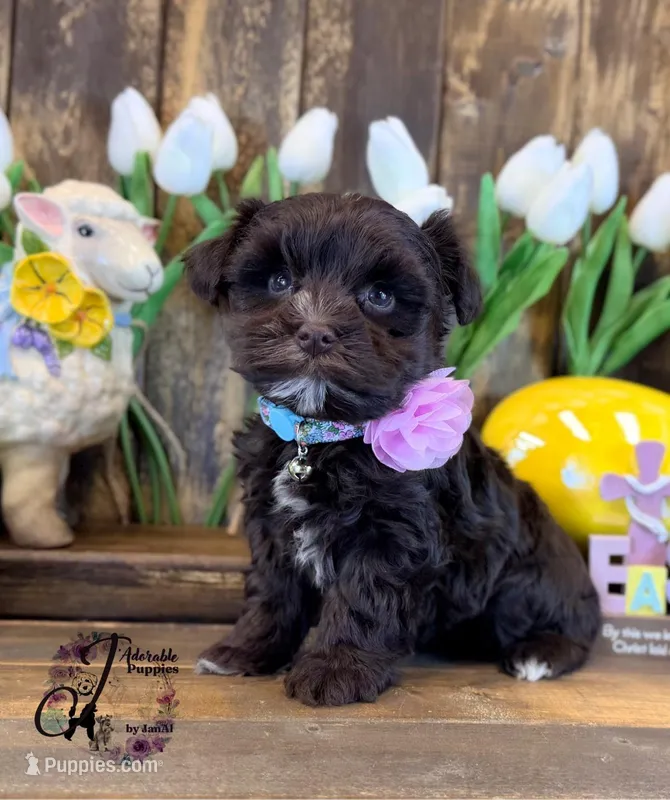 Alpha – Miniature Schnauzer puppy for sale in Bristol, VA