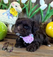 Alpha, a female Miniature Schnauzer for sale in Bristol, VA – Photo 6 of 10