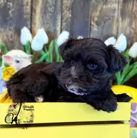 Alpha, a female Miniature Schnauzer for sale in Bristol, VA – Photo 10 of 10