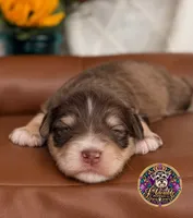 Martha May, a female Miniature Schnauzer for sale in Bristol, VA – 1 of 10