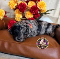Apple, a female Poodle - Toy  and Poodle - Miniature  for sale in Bristol, VA – 8 of 10