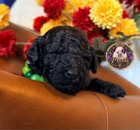 Blueberry , a male Poodle - Toy  and Poodle - Miniature  for sale in Bristol, VA – 4 of 10
