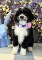 Tess, a female Bordoodle for sale in Bristol, VA – 6 of 10