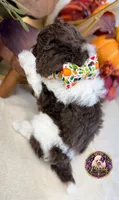 Chestnut, a male Poodle - Standard  for sale in Bristol, VA – 4 of 10